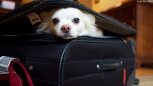 Find out how to move internationally with a pet.